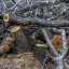 Иркутская область стала одним из лидеров по нарушениям в использовании лесов в России