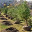 Волонтеры Эн+ и Русала высадили десятки деревьев около Центра единоборств в Братске