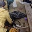 В Иркутске неустановленный пока живодер убил собаку в Топкинском
