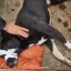 В микрорайоне Топкинском в Иркутске обнаружили раненую собаку