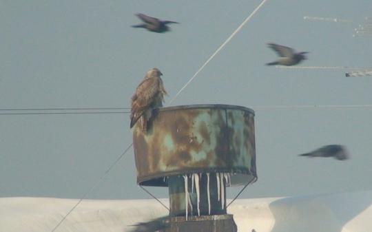 Мохноногий гигант охотится на голубей в центре Иркутска