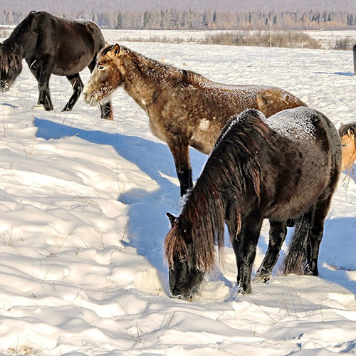 В Прибайкалье полицейские не нашли четырех из определенных на убой сбежавших коней