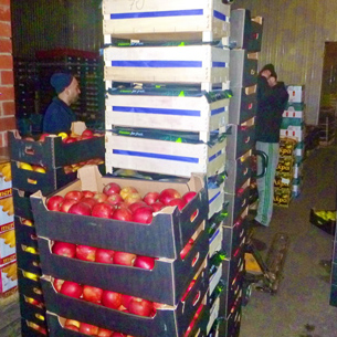 В Иркутске уничтожили более 1,6 тонны санкционных яблок и груш
