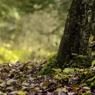 Данные о редких животных и растениях внесут в лесохозрегламенты в Прибайкалье