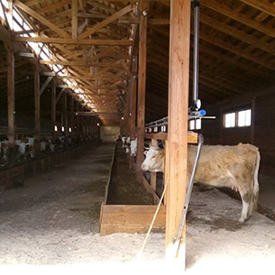 Первая молочная ферма открылась в Качугском районе