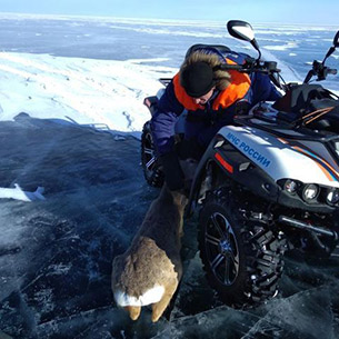 Инспектор ГИМС спас оказавшуюся на льду Байкала косулю