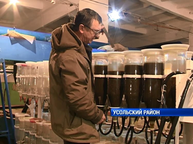 В Иркутской области проведена инвентаризация икры омуля и пеляди