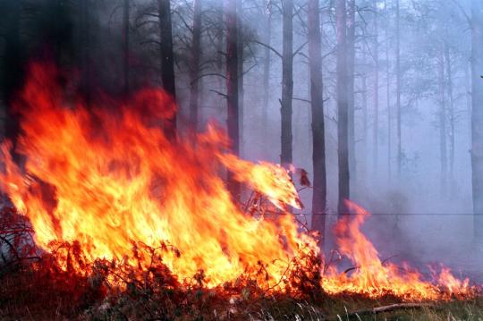 Леса Приангарья могут загореться в середине апреля