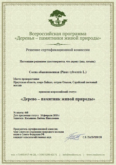 Ольхонская многовековая сосна стала российским памятником живой природы