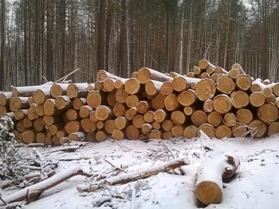 В Братском районе браконьеры вырубили 2,5 га леса на 4 млн рублей
