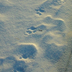Обильные снегопады заставили некоторых животных откочевать из заповедников Прибайкалья