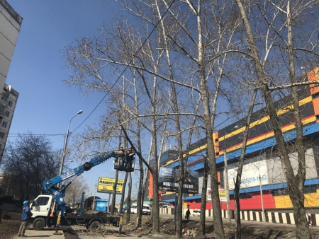 В Иркутске проводят формовочную и санитарную обрезку деревьев