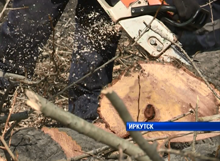 Более 800 деревьев срубят в Иркутске