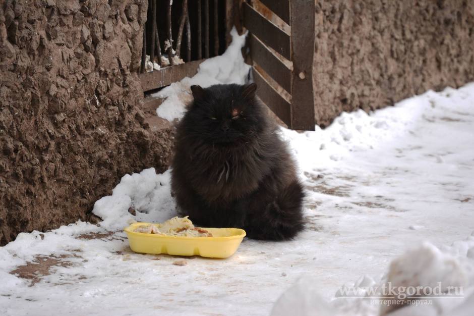 Минстрой РФ запретил замуровывать подвалы, чтобы кошки могли свободно в них заходить