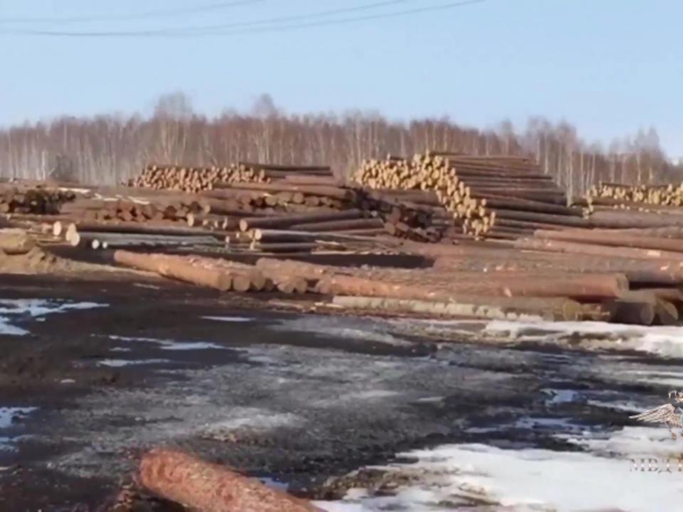 В Иркутской области черные лесорубы вырубили лес на 20 миллионов рублей