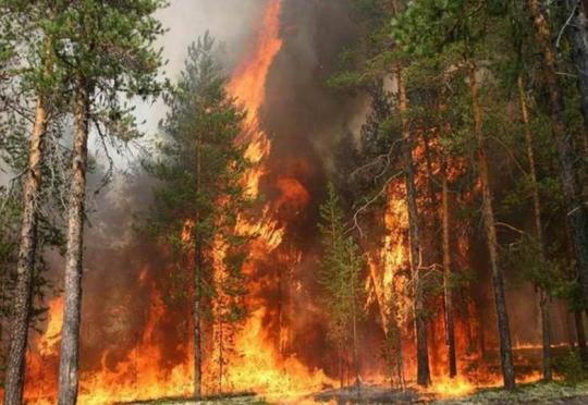 Власти Приангарья вновь занижают данные о лесных пожарах
