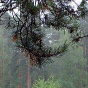 В лесах Иркутской области пожаров не зафиксировано
