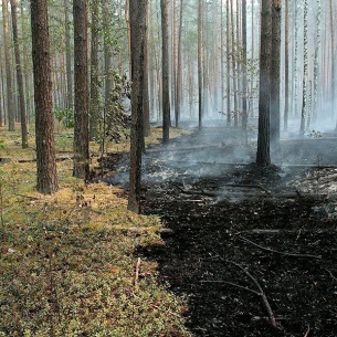 Площадь лесных пожаров в Прибайкалье по сравнению с прошлым годом сократилась в 15 раз
