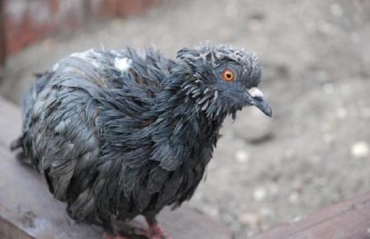 В Иркутске обнаружено опасное для людей голубиное заболевание