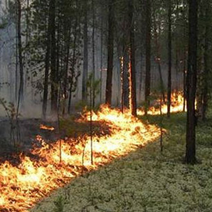 В Прибайкалье за сутки потушили 11 лесных пожаров