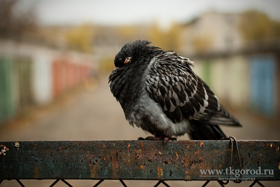 В Иркутске при исследовании мертвого голубя выявили возбудитель опасного для людей заболевания