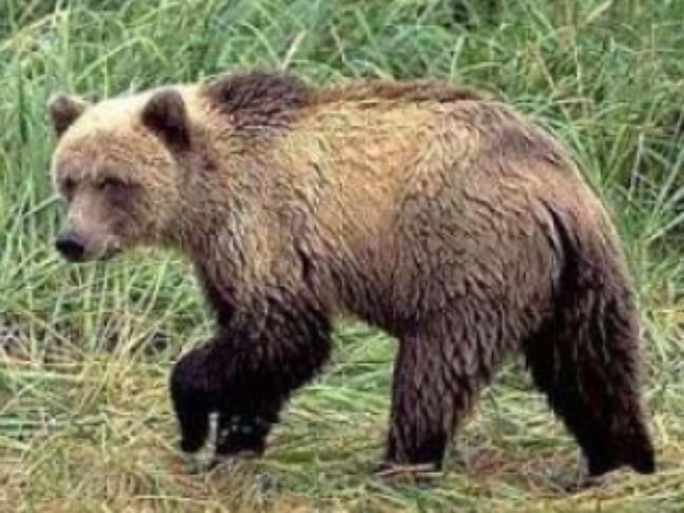 В Ольхонском районе пять медведей задрали семь коров