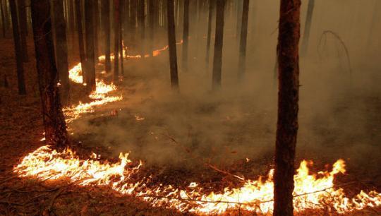 Власти Приангарья снова скрывают лесные пожары?