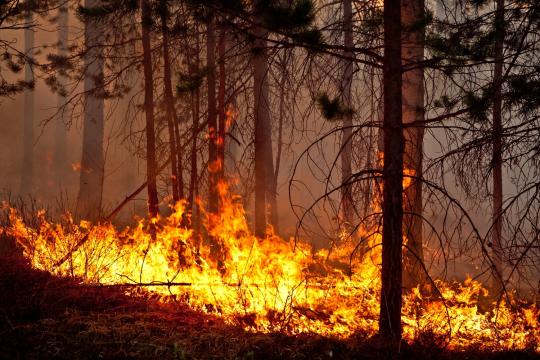 В Усть-Удинском районе нашли виновного в поджоге 13 гектаров леса