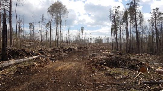Чиновники лесного комплекса Иркутской области причастны к незаконной вырубке леса на 880 миллионов