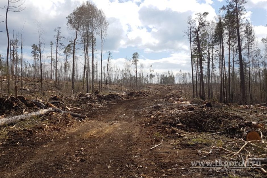 Чиновник Министерства лесного комплекса Приангарья задержан по подозрению в причастности к незаконной вырубке в заказнике «Туколонь»