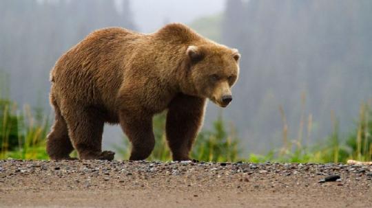 Медведь попал под машину на трассе Братск – Усть-Илимск. Видео