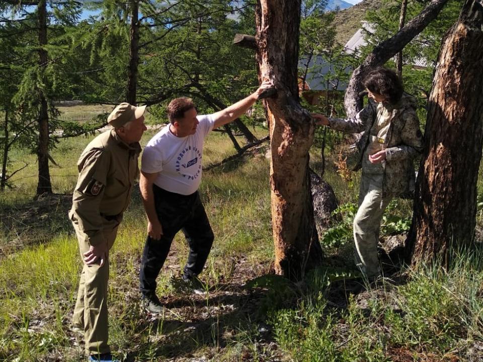 ОНФ обратился в Рослесхоз с просьбой спасти реликтовые деревья байкальского острова Ольхон