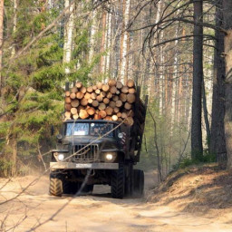 В Чунском районе выявили нарушения при перевозке леса