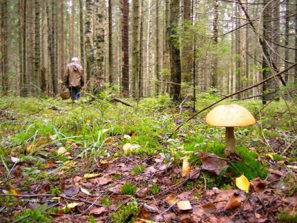 75-летний грибник двое суток блуждал по тайге в Иркутской области