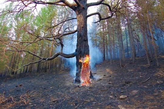 На Ольхоне загорелся лес: въезд на Хобой закрыт