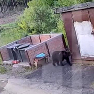 В Усть-Илимске медведь в поисках еды вышел к детскому лагерю