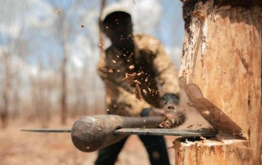 Браконьеры из Боханского района вырубили лес на 3,5 миллиона рублей