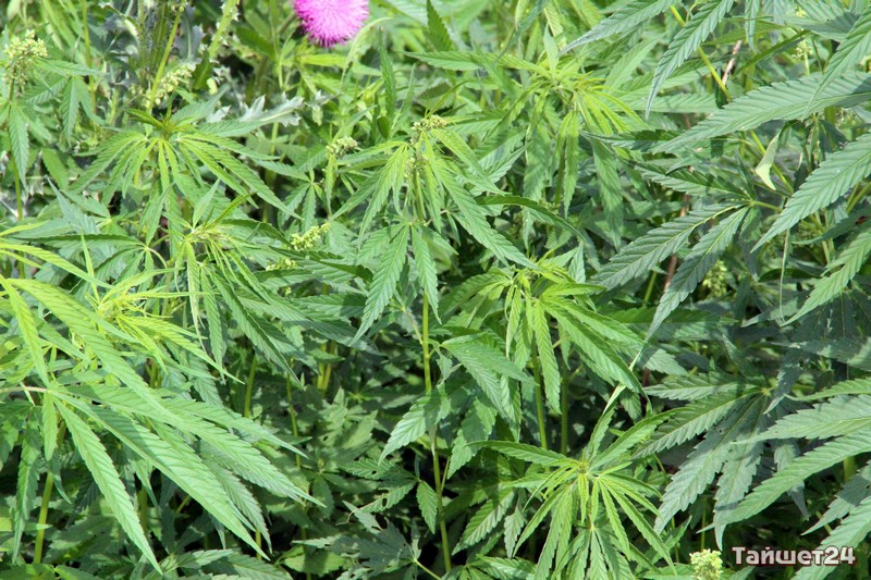 У жителя Тайшета полицейские изъяли килограмм марихуаны