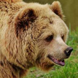 В Чунском районе медведи трижды выходили к людям