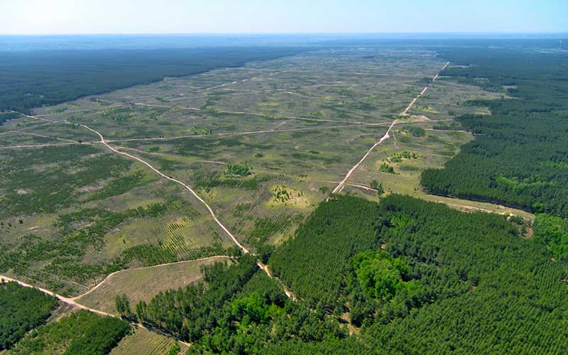 В Тайшетском районе ежедневно спиливают по 2000 кубов леса