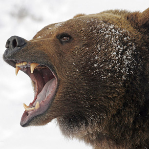 Обстоятельства охоты на медведя