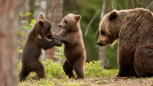 Будьте осторожны: на популярном маршруте до пика Черского появились медведи
