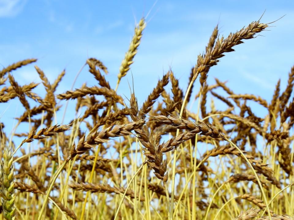 В Иркутской области намолотили более 200 тысяч тонн зерна