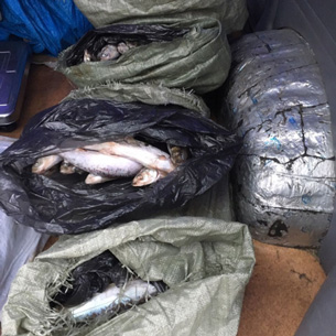 В Слюдянском районе полицейские изъяли 66 кг байкальского омуля