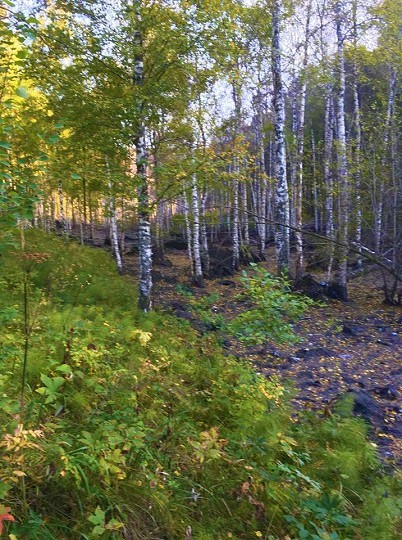 Ядовитые вещества уничтожают лес под Иркутском