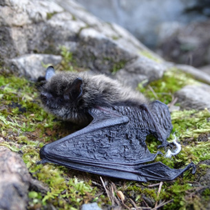 В Прибайкальском национальном парке окольцевали 442 летучих мыши