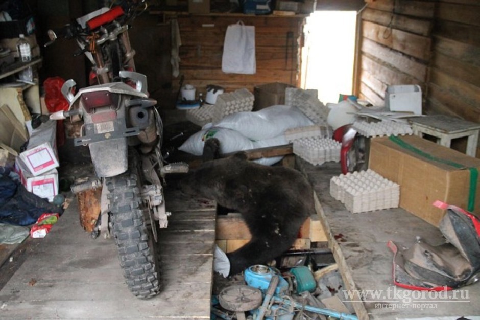 В Усть-Куте полицейские застрелили медведя, который забрался в гараж на частном подворье