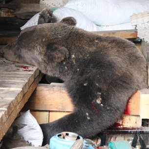 Медведь забрался в гараж жительницы Усть-Кута