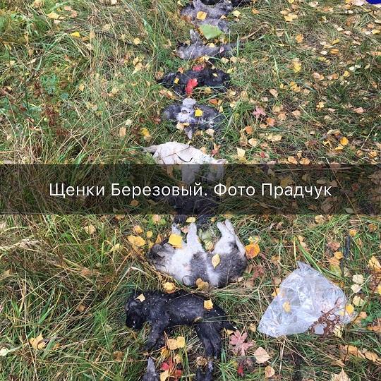 В иркутском микрорайоне Берёзовый неизвестные убили 14 щенков