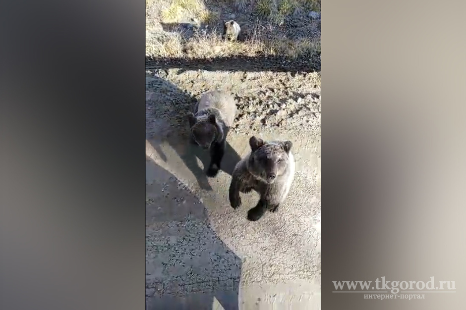 К водителям-дальнобойщикам недалеко от Усть-Илимска вышли три «дрессированных» медвежонка